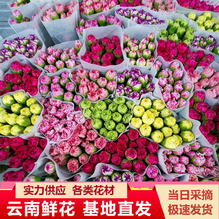 Carnation Flowers Wholesale Yunnan Kunming Single-Head Kangxian Cut Flower Base Goddess Day Mother's Day Teacher's Day Gift