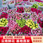 康乃馨鲜花批发云南昆明单头康鲜切花基地女神节母亲节教师节礼物