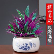 紫露兰盆栽油画吊兰花卉植物室内花好养办公桌面观叶绿植一件批发