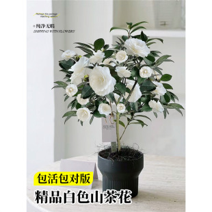 ɽ軨Ԏ|ɫɽ軨ļ҃Ȼ̨B