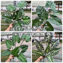 仿真绿植厂家 7头过胶手感大龟背叶 春羽叶雨林景观园林绿植批发