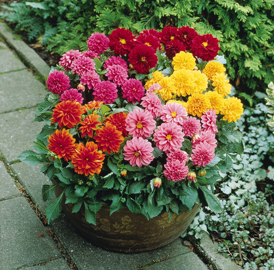 Semillas de rosas Flores en macetas en todas las estaciones Flores en macetas Plantas Flores en interiores y exteriores Semillas en macetas explosivas Balcón del patio