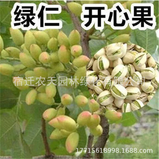 Pistachio Seedlings Planted in the North and South, Fruit Seedlings That Bear Fruit in the Same Year, Pistachio Seedlings Potted in the Ground, Ayuhunzi Green Kernel