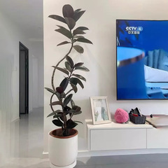 黑金剛橡皮樹仿真綠植高端輕奢客廳擺件大型落地綠葉榕仿生假植物