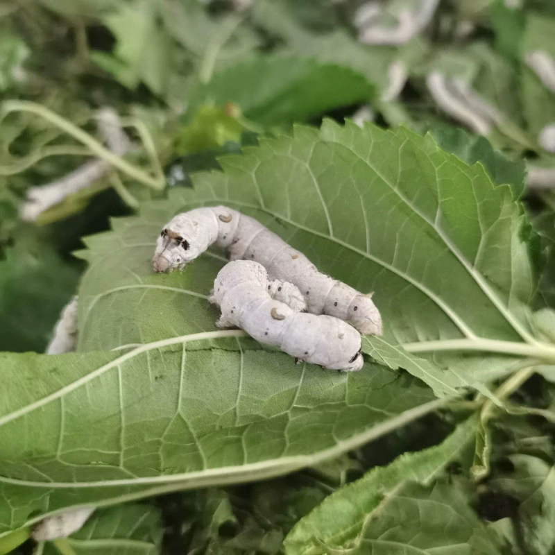 [Бесплатная доставка набор для разведения шелкопряда зима молодого потомства насекомых яйценосность живые объекты натуральные цветные свежие прямые продажи]