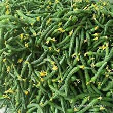 С�S�����rС�S��ŤС������r�S����ָ�ּ������̲����3/5��