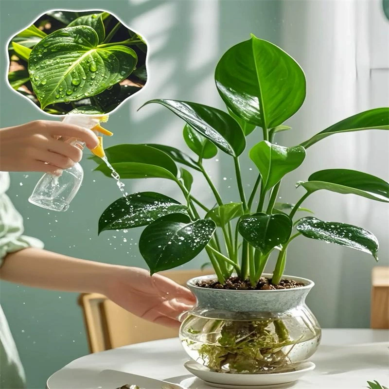 Крупнолистовое золотое ромбовидное зеленое растение принцессы в горшке с бутонами, гидропонное растение, легко поддерживать в помещении, новый дом, поглощает формальдегид, четырехсезонное зеленое растение