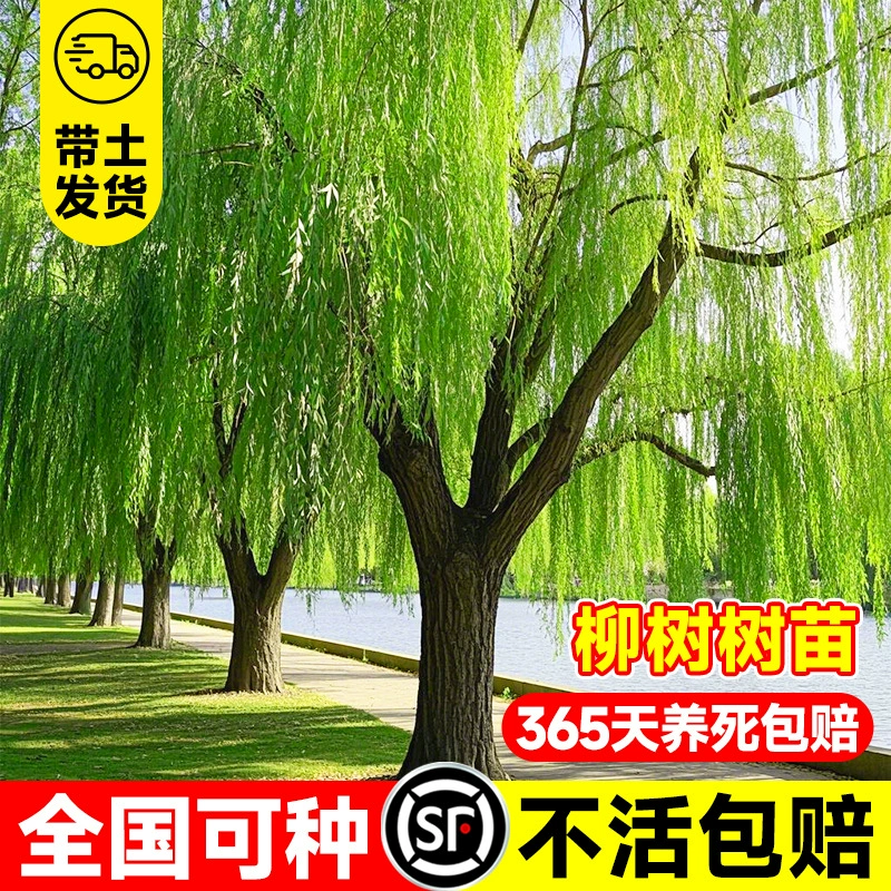 Саженцы ивы, ивы, зеленые ивы, золотые ивы, большие деревья, дворовые парки, зелень, тротуары, ландшафтные деревья, вечнозеленые круглый год, просты в уходе.