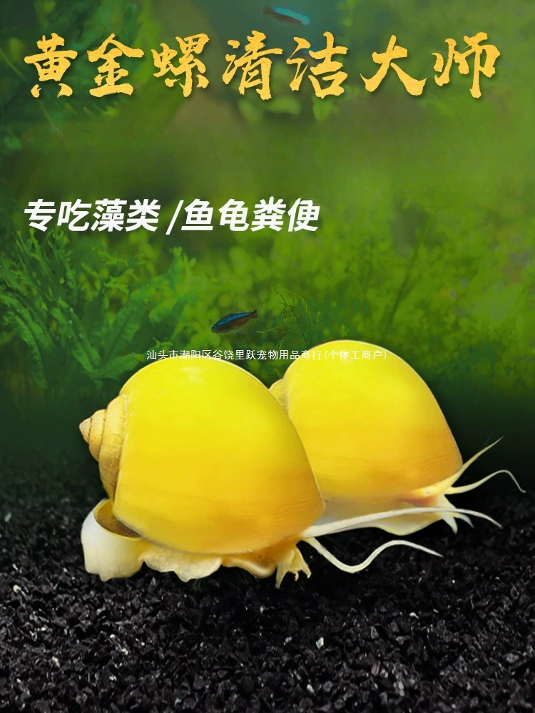 Золотая улитка, пресноводная декоративная улитка, живая улитка для очистки, инструмент для удаления водорослей и мха, яблочная улитка, без нагрева, рыбопожирный питомец
