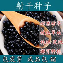 材射干种子种植简单耐寒耐旱易种易活可套种籽四季播种多年生