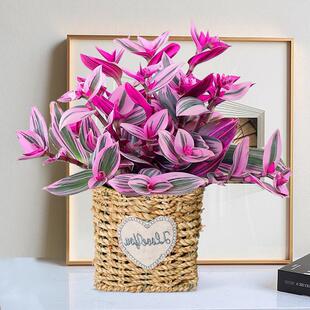 Oil Painting Wedding Hanging Orchid Potted Large Plant Rouge Cloud Indoor Office Flower Desktop Small Plant Balcony Easy to Care for
