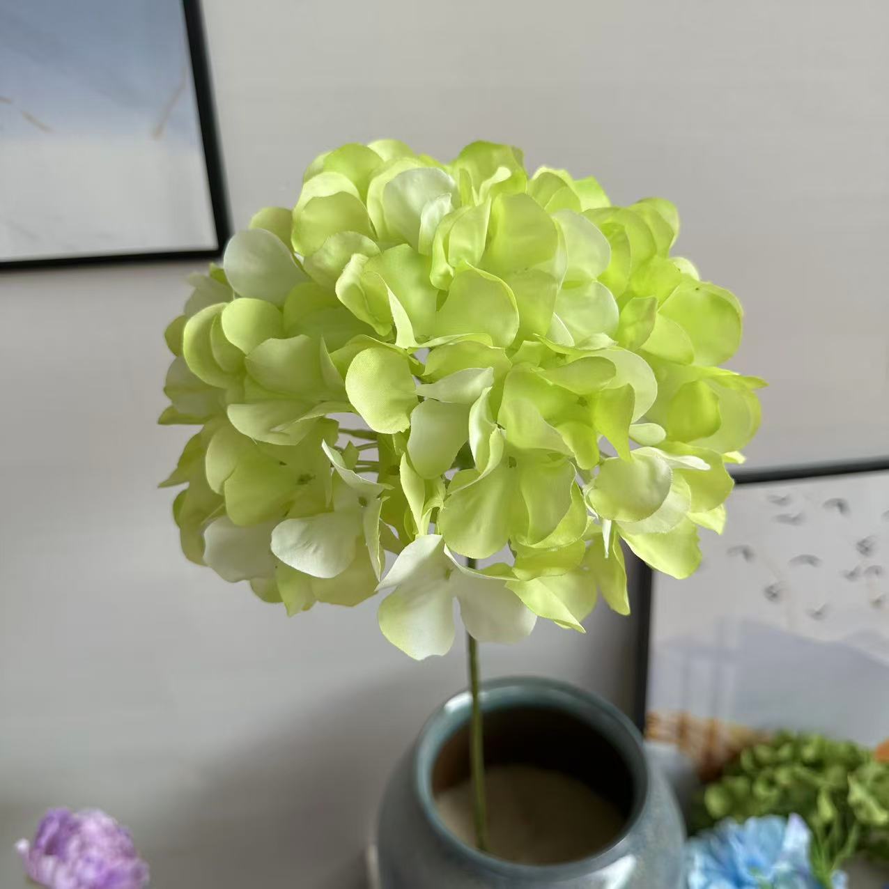 单支绣球1.8浅绿