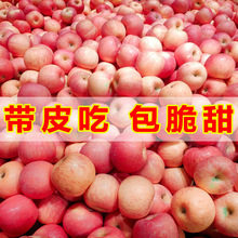 山东烟台红富士苹果栖霞平果脆甜整箱当季应季水果