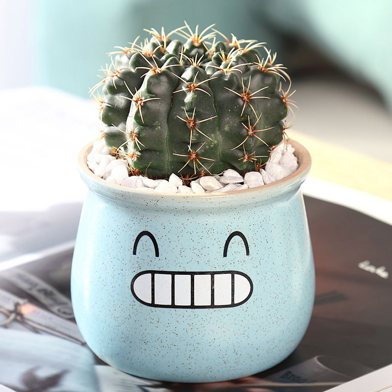 대형 페이화옥 직경 5.5-7cm(파란색 마카 세라믹 세면대)