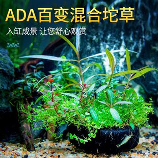 ADA��׃�������~���쾰���w����ˮ�����������ˮֲ���^�p�~��