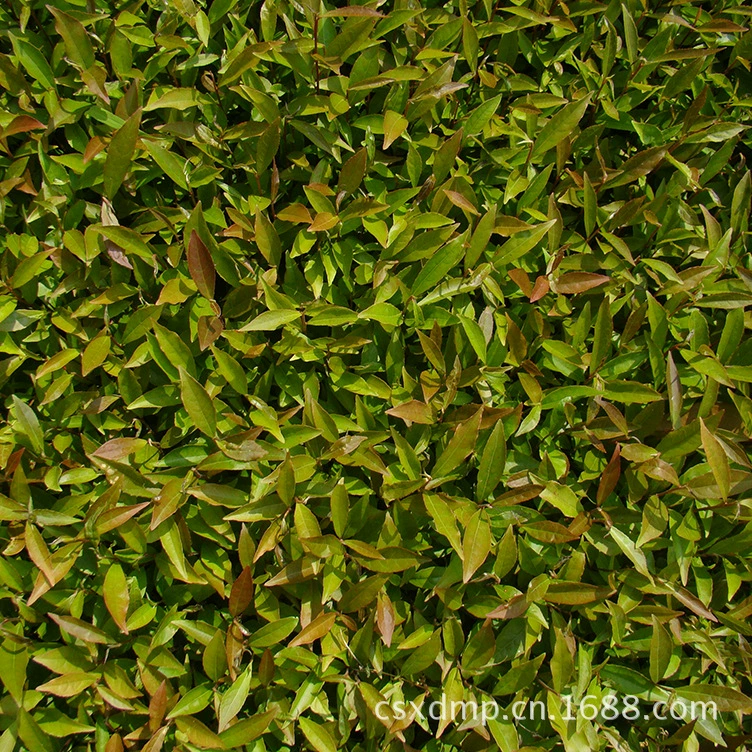 Changsha Xingde Seedlings Euryalea Seedlings, серия Seedling Добро пожаловать на заказ по телефону