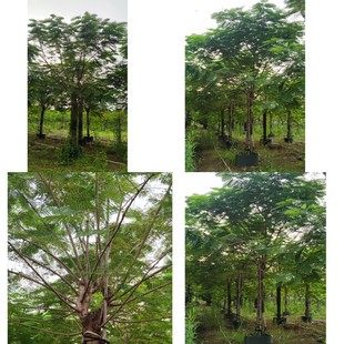 ����17-20���ּ�ֲ�P��ľ �{��� �t��� �^����ľ�е���