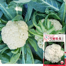 80天青梗松花菜种子南北方春秋播种白面散花菜四季蔬菜优质原种