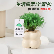放青松绿植雾凇办公室桌面情绪解压植物雾松盆栽四季常青好养轻松