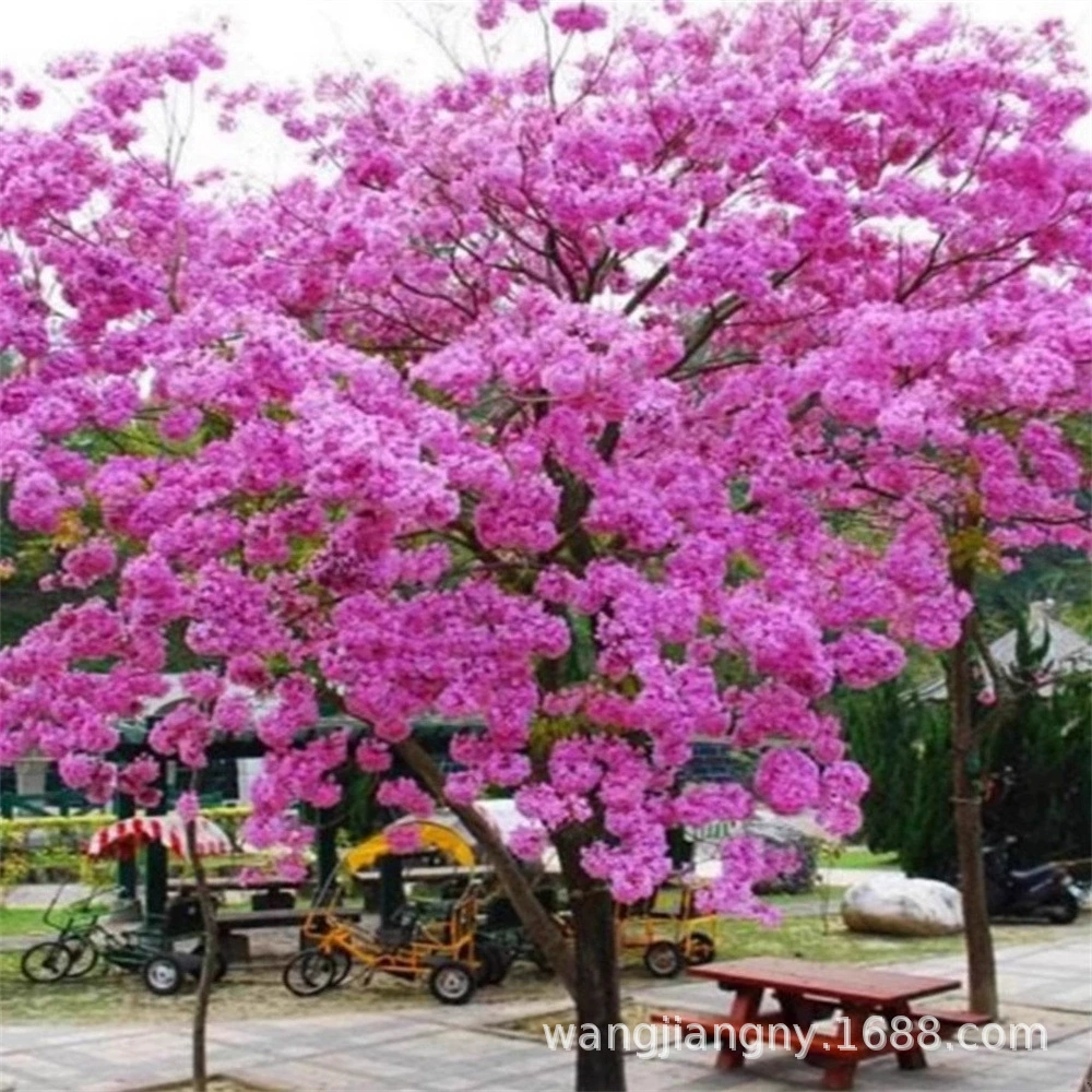 Редкие и драгоценные саженцы жакаранды в горшках Посадка саженцев деревьев Феникса Красная жакаранда Двор Балкон Цветочное растение Рассада