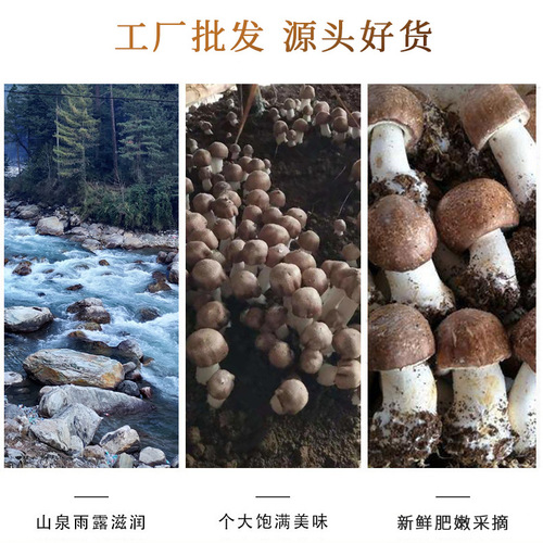 Dried Brazil Mushrooms 500g, Matsutake Mushroom, Hericium erinaceus Soup Pack, Ingredients for Stewed Soup, Wholesale Manufacturer of Matsutake Mushrooms