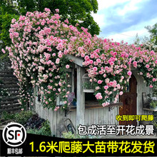 牆微花樹苗院子里適合種的花花期超長的花卉薔薇花苗爬藤四季庭院