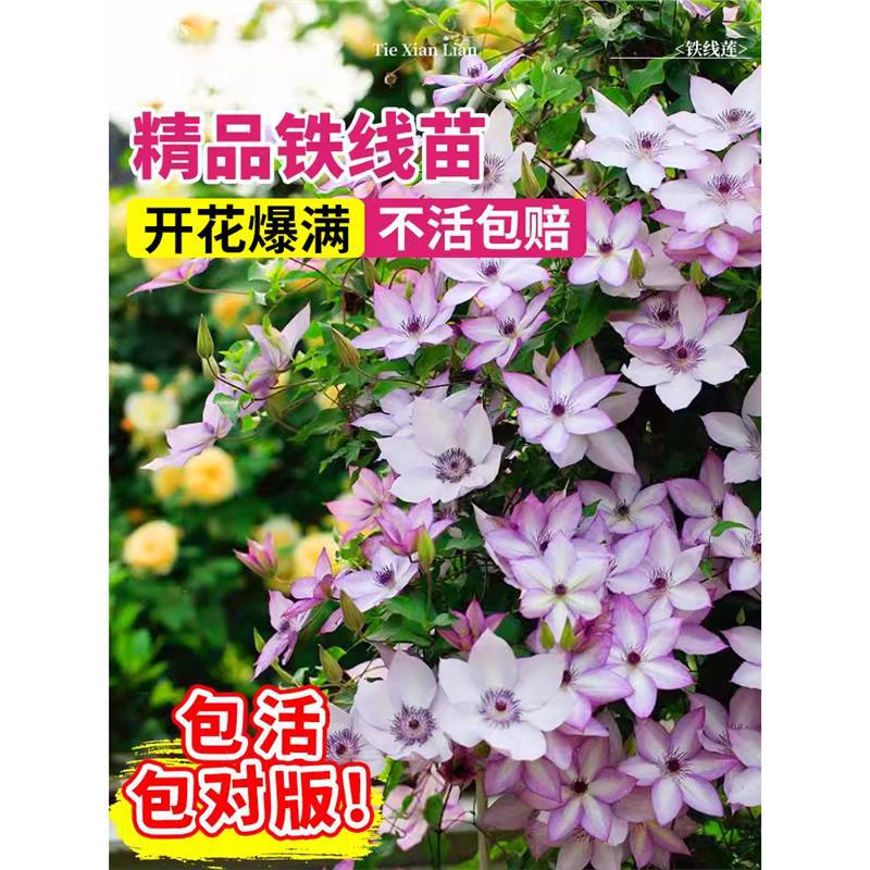 乌托邦铁线莲苗爬藤植物庭院耐寒绿植花卉盆栽银币阳台多季开花热