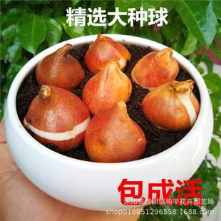 �ذ�������N�� ���ܺ��m�M�� ������N��5�����ͺ��҃�����B�N