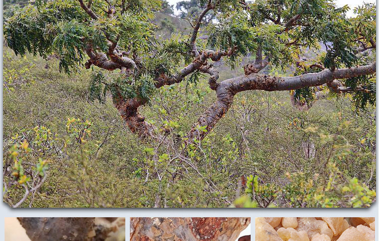 Frankincense Resin Ru Xiang 500g Natural Raw Herb for Incense and Traditional Use key features