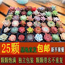 多肉植物 多肉 花卉 多肉花盆组合 盆栽植物室内新手套餐含盆含土