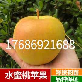 嫁接新品种青森水蜜桃苹果苗拓季toki苹果树苗中熟土岐北方种植苗