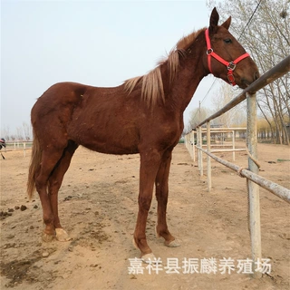 潍坊训好的骑乘马 公园休闲观赏用的半血马一匹