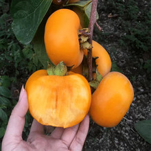 陕西柿子苗嫁接脆柿子苗重庆柿子苗 四川 柿子苗贵州柿子苗