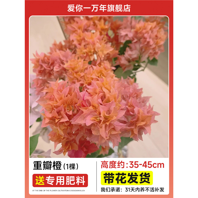 부겐빌레아 : 오렌지색 대형 모종 [꽃과 함께 배송] + 비료