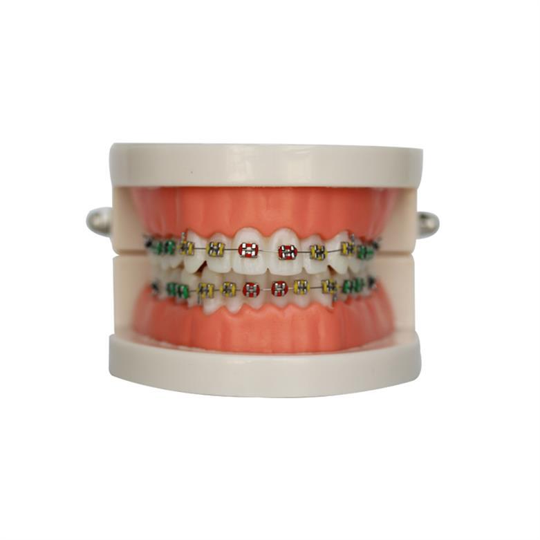 Modelo dental molde modelo dental modelo de enseñanza dental removible dentadura oral cepillado Preparación del diente modelo resina
