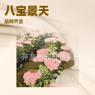 2026辽宁各种宿根花卉 八宝景天 大花萱草品种齐全产地批发