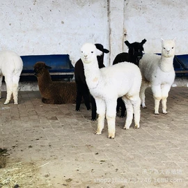 鲜/活禽类;皮毛工艺品;景观雕塑