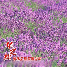 灌木;乔木;一二年生花卉