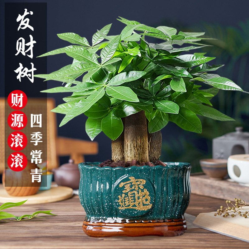 Money Tree Potted Flower Green Plant Indoor Living Room Fresh Air Good to Feed and Attract Wealth Chinese Money Tree Bonsai
