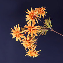 娟花菊 娟花菊品牌 图片 价格 娟花菊批发 阿里巴巴 娟花菊 娟花菊品牌 图片 价格 娟花菊批发 阿里巴巴