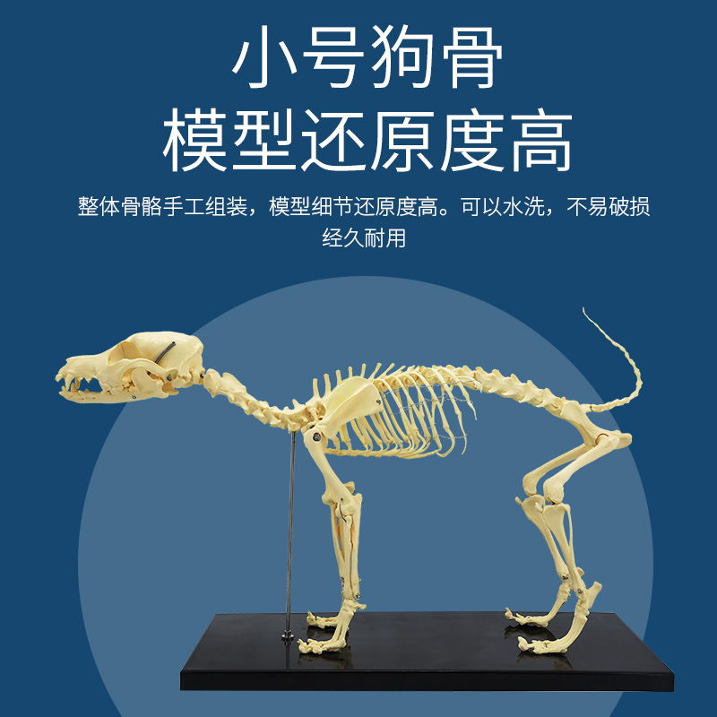 �ǿ���е �������걾ģ�� ���ﶯ�ﹷèȮ ��ѧ�Ǽܹ�ͷ ����ģ��