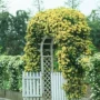 室外庭院开花攀爬木香花