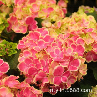 Hydrangea Seedlings Potted Courtyard Indoor Balcony Cold-Resistant Climbing Plant Florals Endless Summer Hydrangea Seedlings Blooming in All Seasons