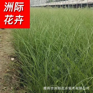 苗圃细叶芒  斑叶芒  花叶芒  各种观赏草苗圃大量批发  绿化园林