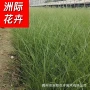 各种园林大量细叶苗圃