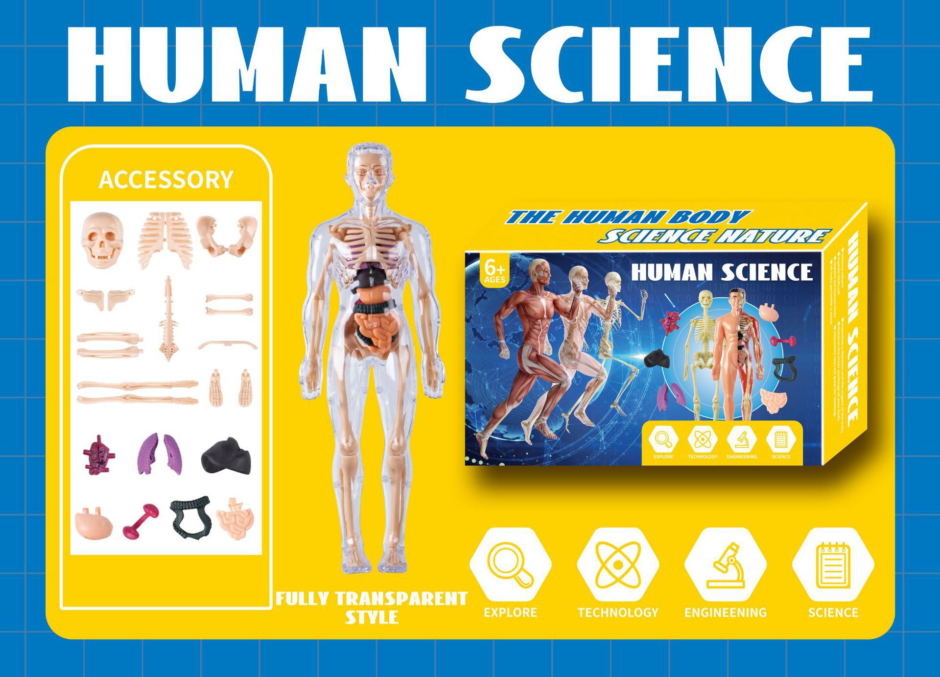 Fully transparent human body (color box)