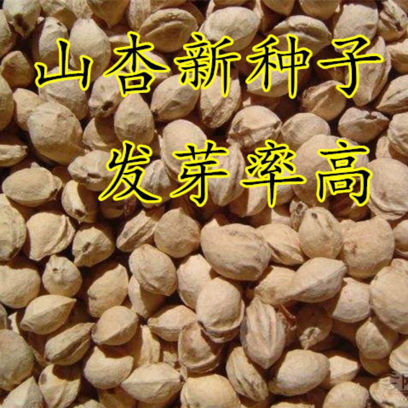 Новый урожай фруктов Семена деревьев Семена абрикоса Большое количество сортов Конг