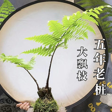 蕨类植物苔藓球水培四季小型厥类绿植老桩盆景造景一叶蕨盆栽