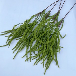 �¿�ܛ�zëë�x��c��ɭϵ������ë���滨�ĶY�þƵ��b�픾Gֲ