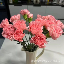 重瓣康乃馨种子四季易种开花植物盆栽种仔多年生室内阳台观赏花种